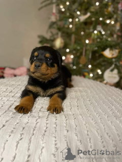 Photo №1. rottweiler - for sale in the city of Lucerne | negotiated | Announcement № 20421