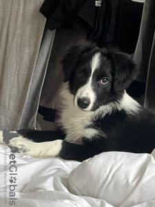 Additional photos: Border collie puppy, thoroughbred