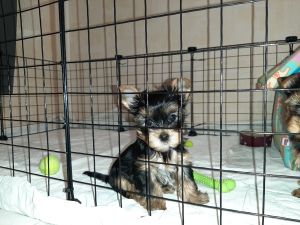 Photo №1. yorkshire terrier - for sale in the city of St. Petersburg | 325$ | Announcement № 3640