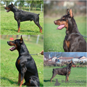 Additional photos: Doberman puppies for sale