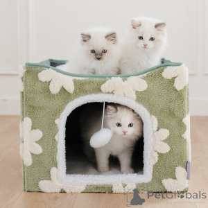 Photo №3. Luxury Ragdoll Kittens for Sale Perfect Companion Cats. Poland