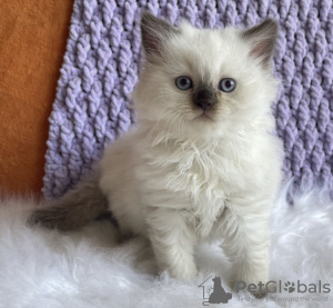 Photo №2 to announcement № 104314 for the sale of ragdoll - buy in United States private announcement