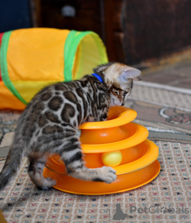 Photo №4. I will sell bengal cat in the city of Minsk. private announcement, from nursery, breeder - price - 452$