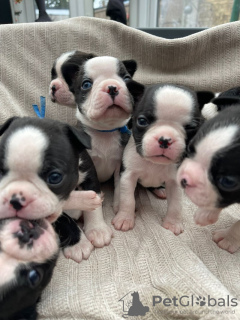 Photo №2 to announcement № 131465 for the sale of boston terrier - buy in Belgium private announcement, breeder