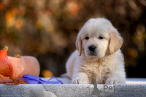 Photo №1. golden retriever - for sale in the city of Москва | negotiated | Announcement № 122081