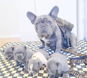 Photo №2 to announcement № 104677 for the sale of french bulldog - buy in Australia private announcement