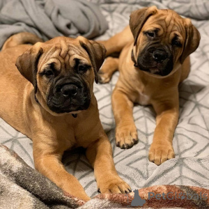 Photo №1. bullmastiff - for sale in the city of Arnsberg | 329$ | Announcement № 147562