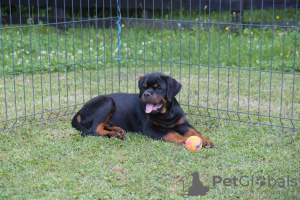 Photo №2 to announcement № 58896 for the sale of rottweiler - buy in Serbia 