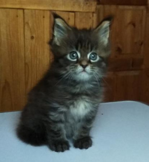 Photo №2 to announcement № 1002 for the sale of maine coon - buy in Russian Federation private announcement, breeder