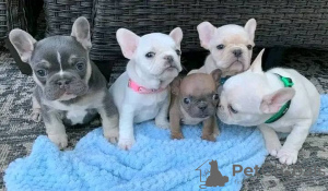 Photo №3. Beautiful french bulldog puppies Business WhatsApp 37256062792. Finland