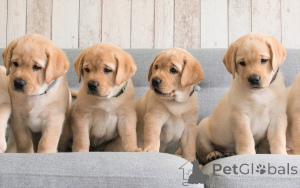 Photo №2 to announcement № 135487 for the sale of labrador retriever - buy in United States breeder