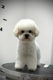 Additional photos: Bichon Frize female puppy