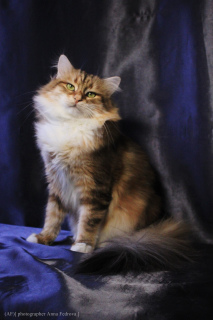 Additional photos: Siberian Golden Cat