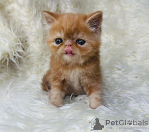 Photo №1. persian cat - for sale in the city of Englewood | 280$ | Announcement № 122955