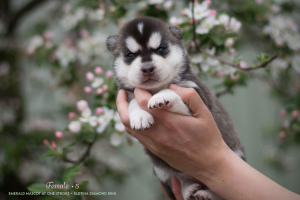 Additional photos: Siberian husky puppies from pedigree parents