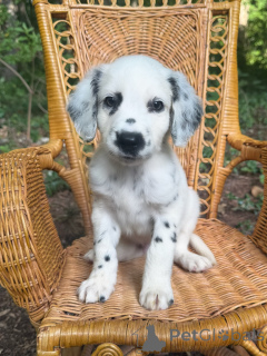 Photo №1. dalmatian dog - for sale in the city of Magdeburg | negotiated | Announcement № 175556