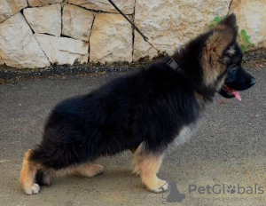 Photo №1. german shepherd - for sale in the city of Stockholm | negotiated | Announcement № 64925