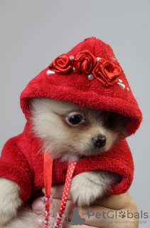Photo №2 to announcement № 83989 for the sale of pomeranian - buy in Serbia breeder