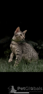 Photo №3. Egyptian Mau kittens. Poland