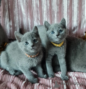 Photo №1. ragdoll - for sale in the city of RegensDorf | 329$ | Announcement № 151639