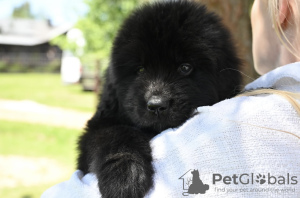 Additional photos: Newfoundland puppy