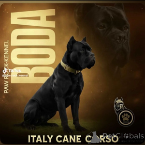 Photo №1. Mating service - breed: cane corso. Price - negotiated