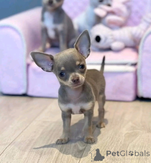Photo №3. Teacup-Chihuahua zur Adoption. Germany