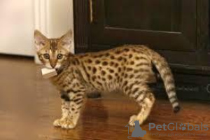 Photo №1. savannah cat - for sale in the city of Антверпен | Is free | Announcement № 93581