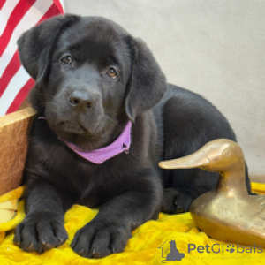 Photo №1. labrador retriever - for sale in the city of Munich | negotiated | Announcement № 166026