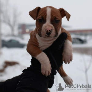 Additional photos: American Staffordshire Terrier