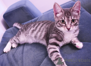 Photo №2 to announcement № 76418 for the sale of european shorthair - buy in Russian Federation private announcement