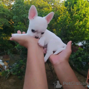 Photo №2 to announcement № 112996 for the sale of chihuahua - buy in Finland 