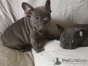 Photo №4. I will sell french bulldog in the city of Harlingen. private announcement - price - Is free