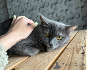 Photo №3. Friends, looking for a house of a cat Dymka.. Russian Federation