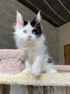 Photo №3. Introducing Luna  our dreamy little queen with a heart as soft as her fur.. Germany