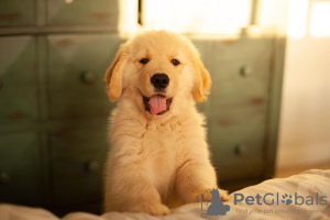 Photo №1. golden retriever - for sale in the city of Riekstukalns | negotiated | Announcement № 85347