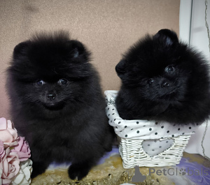 Photo №4. I will sell pomeranian in the city of Москва. private announcement, breeder - price - negotiated