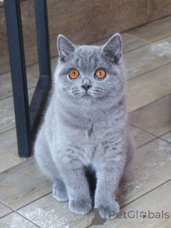 Photo №2 to announcement № 167880 for the sale of british shorthair - buy in Netherlands private announcement