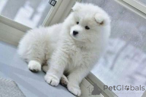 Photo №1. samoyed dog - for sale in the city of Wiener Neustadt | 310$ | Announcement № 168087