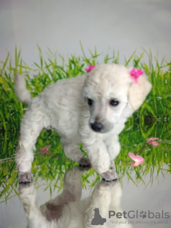 Photo №3. Poodle puppies for sale. Russian Federation