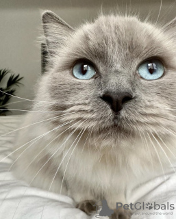 Photo №4. I will sell ragdoll in the city of Гамбург. private announcement, breeder - price - 317$