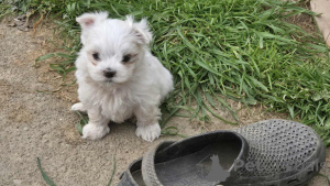 Photo №2 to announcement № 151218 for the sale of maltese dog - buy in Australia breeder