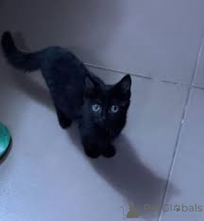 Photo №4. I will sell bombay cat in the city of Paris. private announcement, breeder - price - 516$