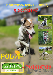 Photo №1. non-pedigree dogs - for sale in the city of Москва | Is free | Announcement № 59864