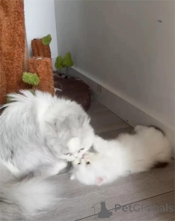 Photo №1. munchkin - for sale in the city of Celle | 329$ | Announcement № 153197