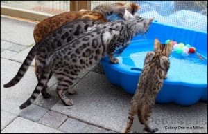 Photo №3. Exotic Leopard Bengal Kittens For Interested Home. Netherlands