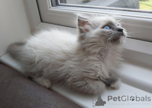 Photo №1. ragdoll - for sale in the city of Bönningstedt | 599$ | Announcement № 174813