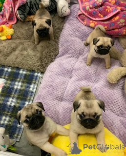 Photo №1. pug - for sale in the city of Helsinki | 465$ | Announcement № 161020