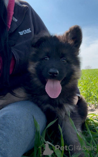 Photo №4. I will sell german shepherd in the city of Torun. breeder - price - 2353$