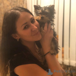 Photo №2 to announcement № 135234 for the sale of yorkshire terrier - buy in Germany private announcement